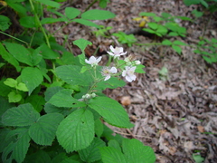 Rubus calvatus