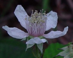 Rubus calvatus