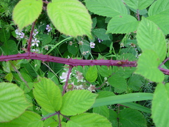 Rubus calvatus