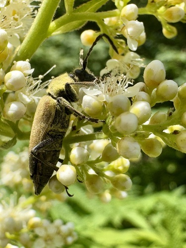 Proximal Long-horned Beetle