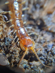 Lithobius variegatus
