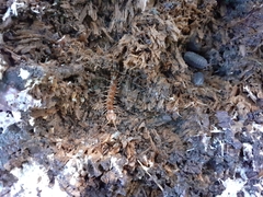 Lithobius variegatus