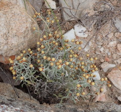 Helichrysum cylindriflorum