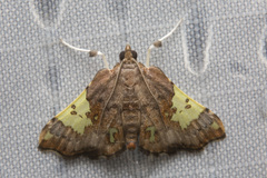 Atelocentra