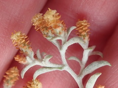 Helichrysum cylindriflorum