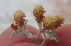 Helichrysum cylindriflorum