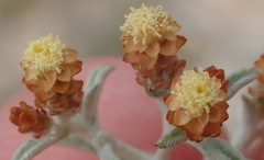 Helichrysum cylindriflorum