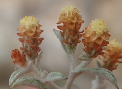 Helichrysum cylindriflorum