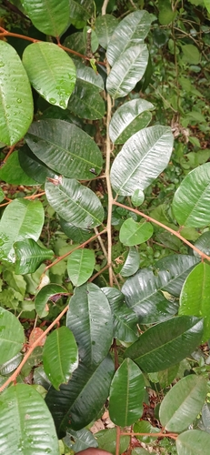 Satinleaf (Chrysophyllum oliviforme)