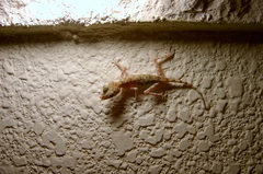 Ptyodactylus