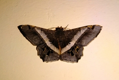 Chiasmia nora