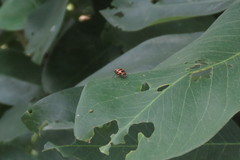 Cryptocephalus trifasciatus