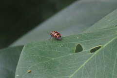 Cryptocephalus trifasciatus