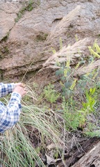 Muhlenbergia microsperma