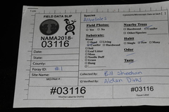 Botryobasidium subcoronatum