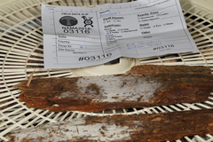 Botryobasidium subcoronatum