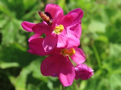 Ixia scillaris