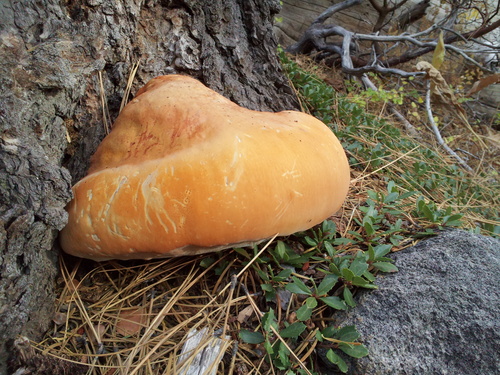 iNaturalist observation photo of Shelf Fungi