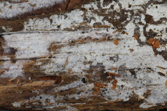 Botryobasidium subcoronatum