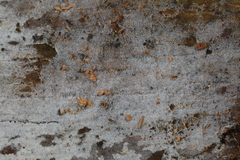 Botryobasidium subcoronatum