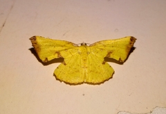 Corymica