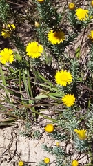 Oedera fruticosa