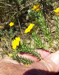 Oedera fruticosa