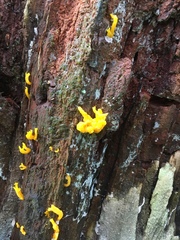 Calocera furcata