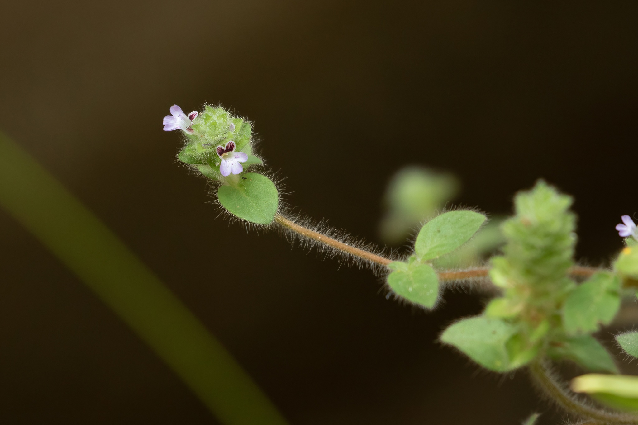 Nelsonia canescens (Nelsonia canescens)