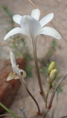 Image of Tritonia pallida by (c) Nicola van Berkel, some rights reserved (CC BY-SA)