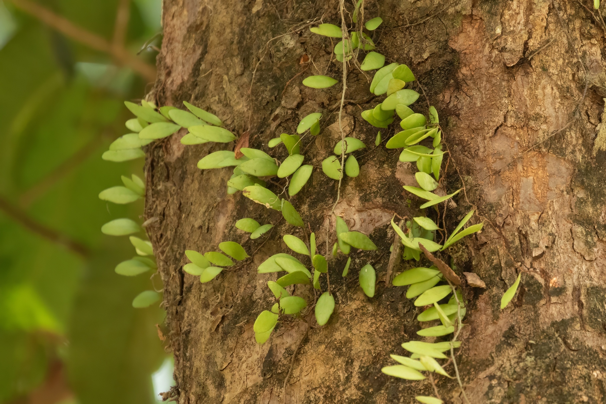 Pyrrosia piloselloides — ảnh 3