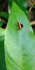 Choreutis xanthogramma