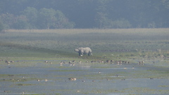 Rhinoceros unicornis