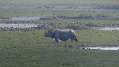 Rhinoceros unicornis