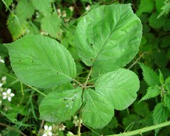Rubus cumbrensis