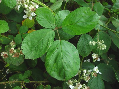 Cumbrian bramble (Rubus cumbrensis)