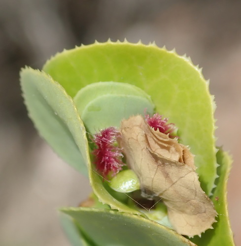 Image of Cliffortia crenata by (c) Nicola van Berkel, some rights reserved (CC BY-SA)