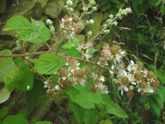 Rubus cumbrensis