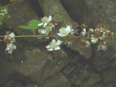Rubus cumbrensis