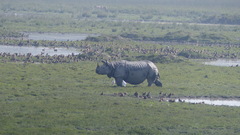 Rhinoceros unicornis