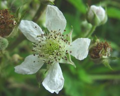 Rubus cumbrensis
