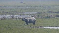 Rhinoceros unicornis