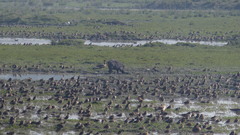 Sus scrofa cristatus