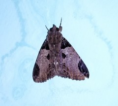 Ercheia