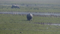 Rhinoceros unicornis