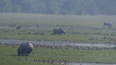 Rhinoceros unicornis