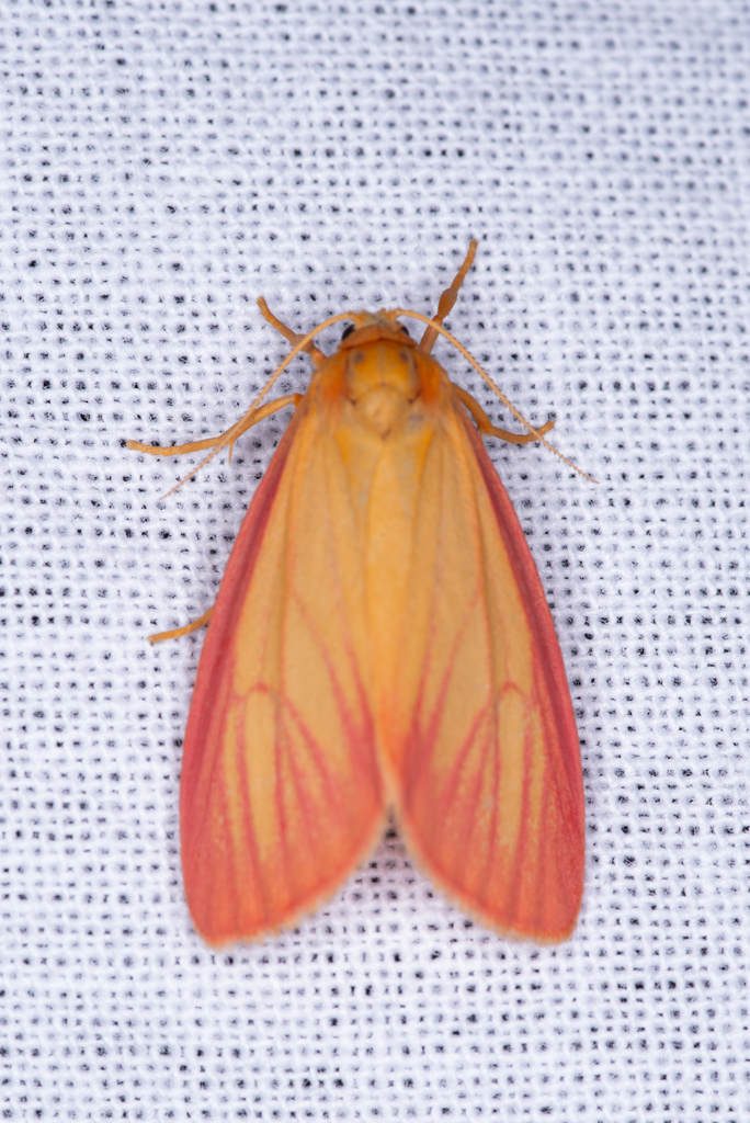 Diacrisia irene