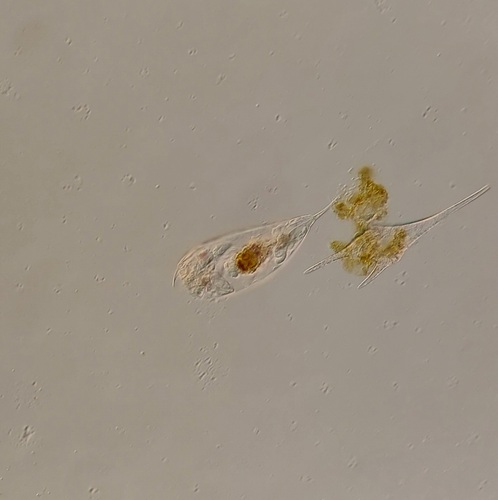 Trichocerca similis