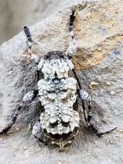Leptostylus asperatus