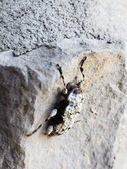 Leptostylus asperatus